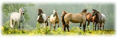 diamond j ranch horse equestrian riding pony trail