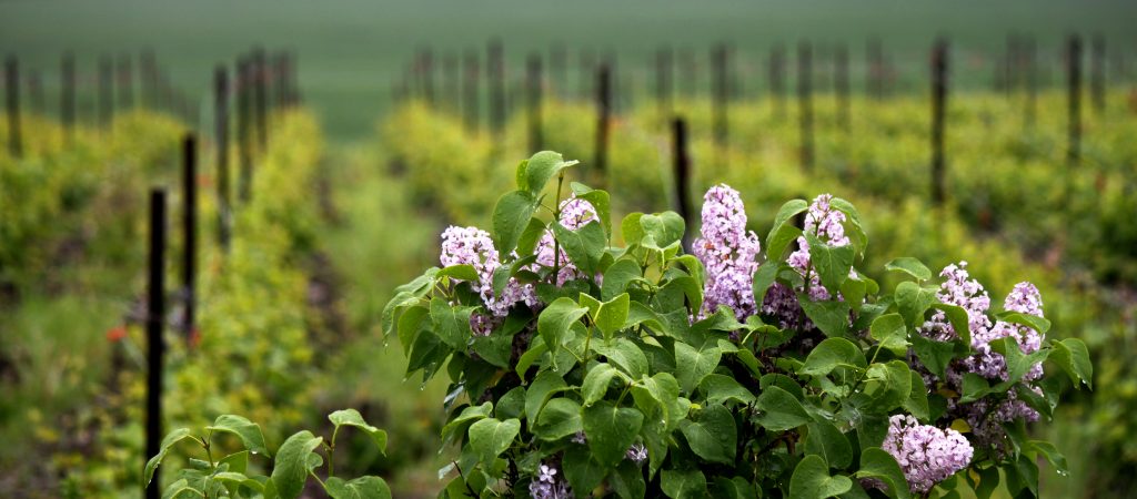 rain attractions prince edward county bad weather lilacs