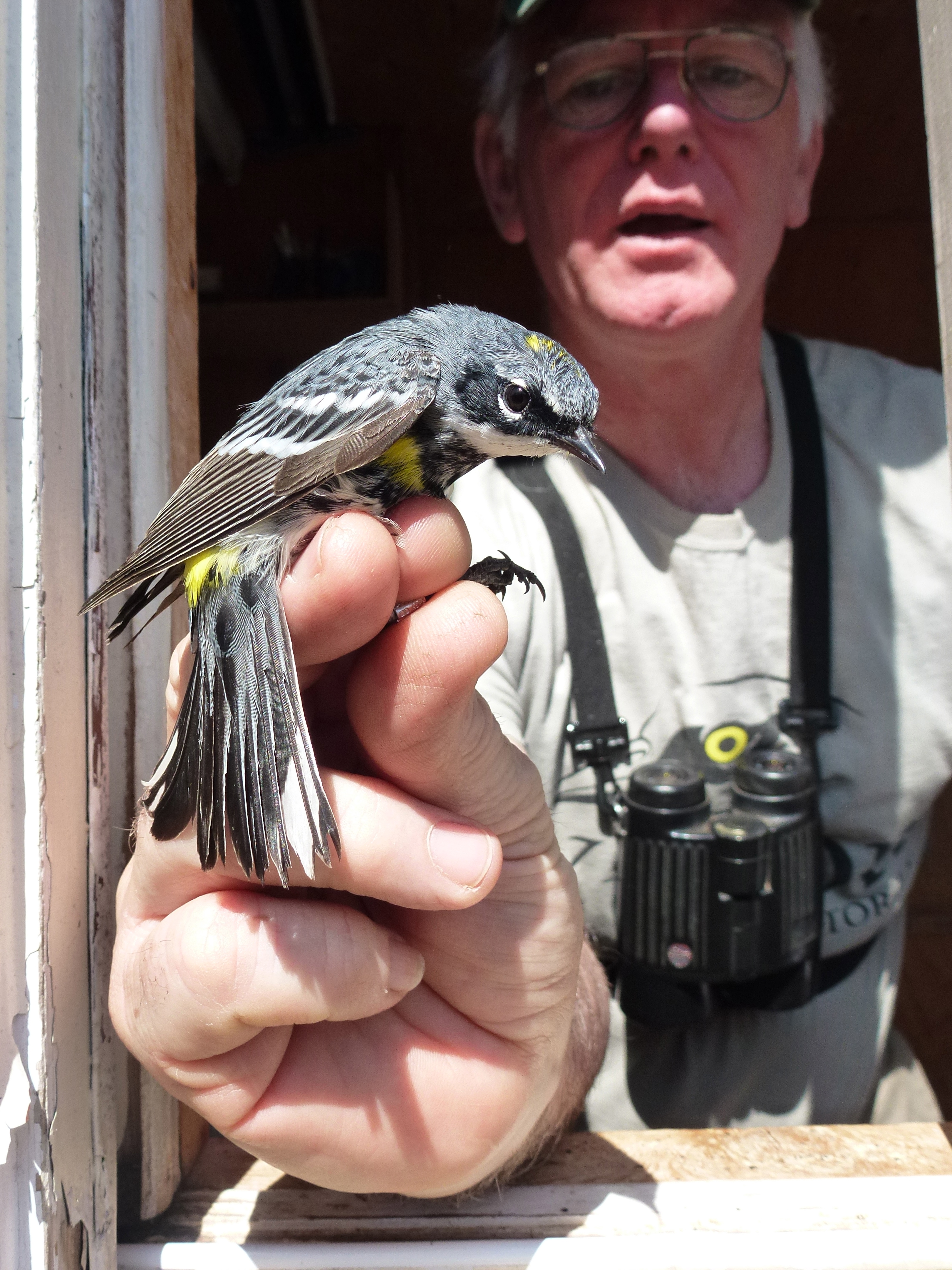PEPTbO birding warbler migration binoculars bird