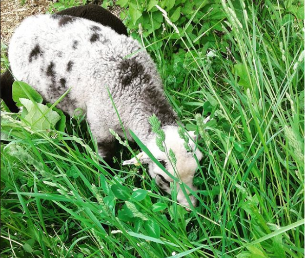 organic lamb wool farm stand