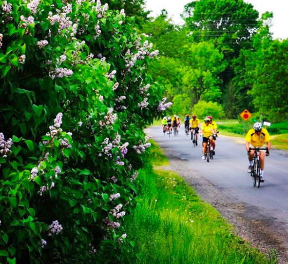 lilac cycling spring